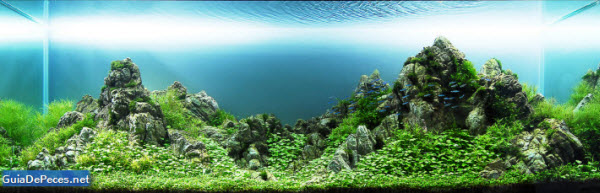 Acuario Amano